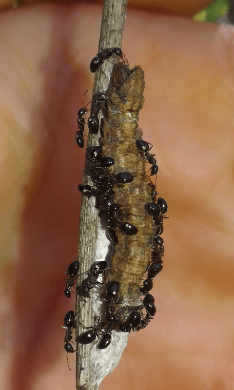 Formicidae : Dolichoderus quadripunctatus?